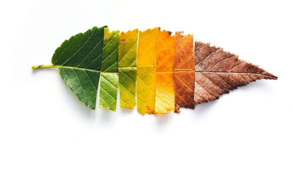 leaf leaf